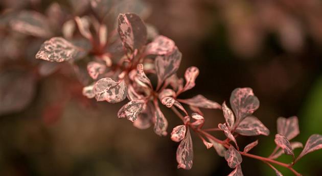 Berberis thunbergii 'Harlequin'