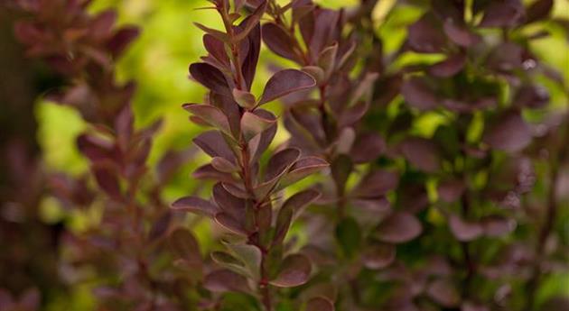 Berberis thunbergii 'Red Rocket'