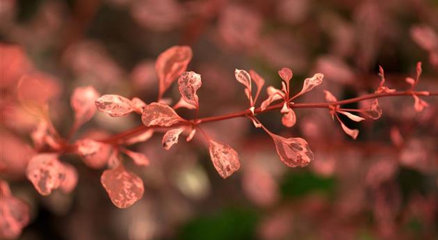 Berberis thunbergii 'Rose Glow'