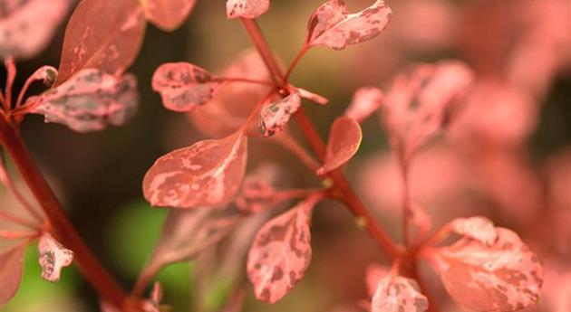 Berberis thunbergii 'Rosy Rocket'