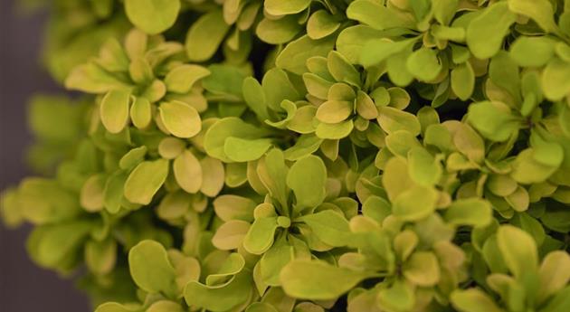 Berberis thunbergii 'Tiny Gold'