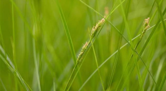 Carex brunnea