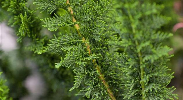 Chamaecyparis obtusa 'Teddy Bear'