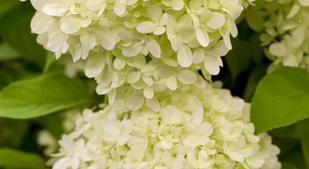 Hydrangea paniculata 'Limelight'(s)