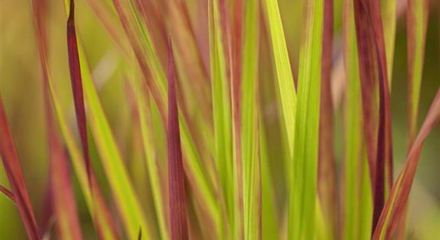 Imperata cylindrica 'Red Baron'