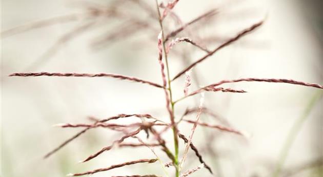 Miscanthus sinensis 'Ferner Osten'