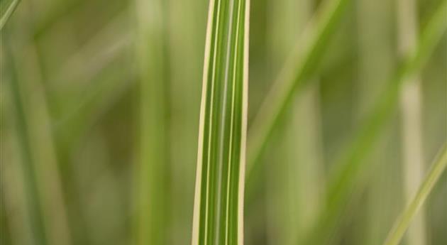 Miscanthus sinensis 'Variegatus'