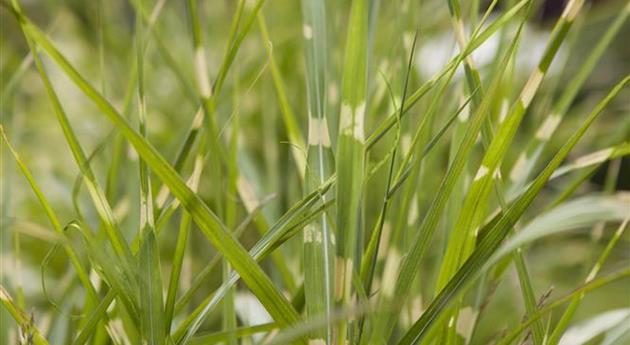 Miscanthus sinensis 'Zebrinus'