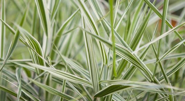 Phalaris arundinacea 'Feesey'