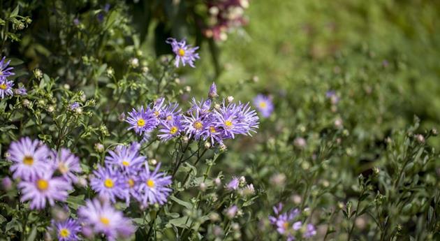 Aster amellus 'Rudolf Goethe'