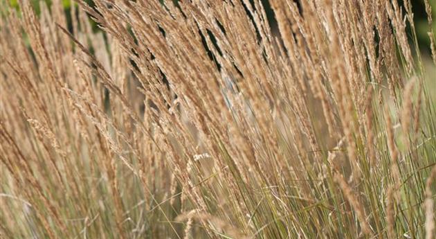 Calamagrostis x acutiflora