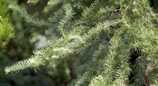 Larix kaempferi 'Diana'