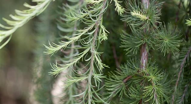 Larix kaempferi 'Stiff Weeper'