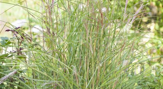 Miscanthus sinensis 'Kleine Fontäne'