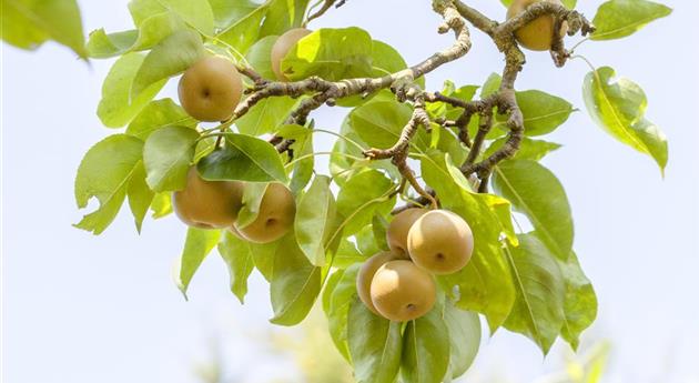 Der Obstgarten – viele Leckereien für große und kleine Naschkatzen