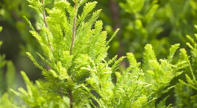 Taxodium distichum 'Peve Minaret'