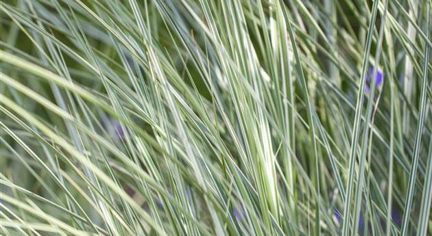 Miscanthus sinensis 'Morning Light'