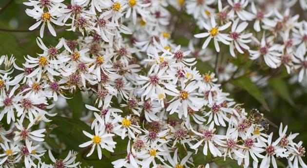 Aster divaricatus 'Tradescant'