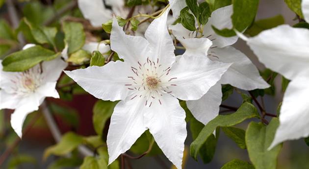 Clematis 'Hyde Hall'®