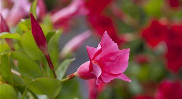 Wie nützlich mediterrane Pflanzen für den Garten sein können