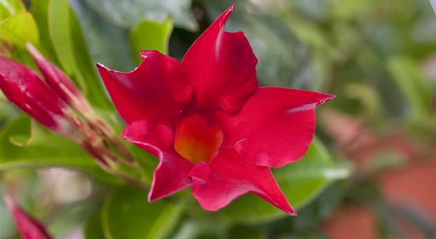 Mandevilla sanderi 'Sundaville® Red'