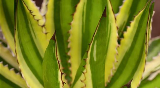 Agave lophantha