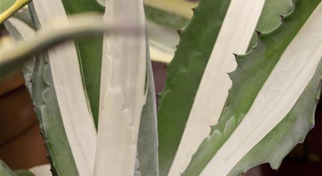 Agave americana 'Mediopicta Alba'