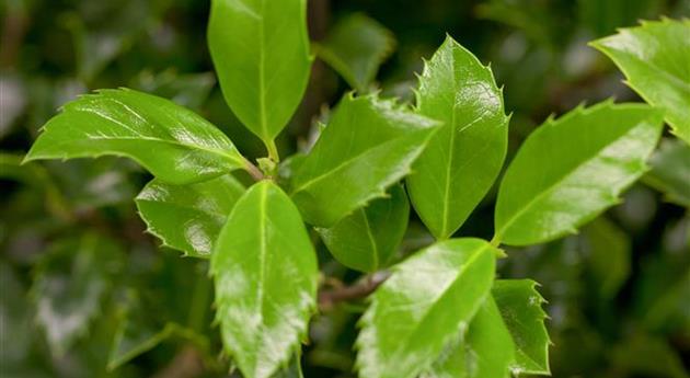 Ilex meserveae 'Heckenstar'(s)