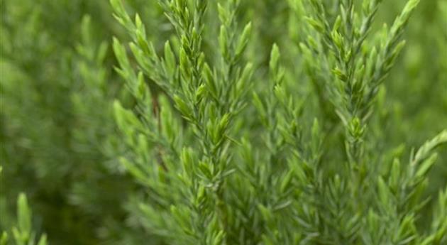 Juniperus chinensis 'Stricta'