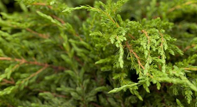 Juniperus communis 'Repanda'