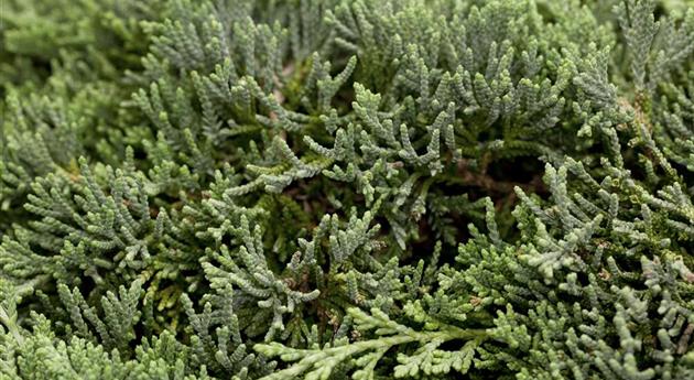 Juniperus horizontalis 'Icee Blue'®