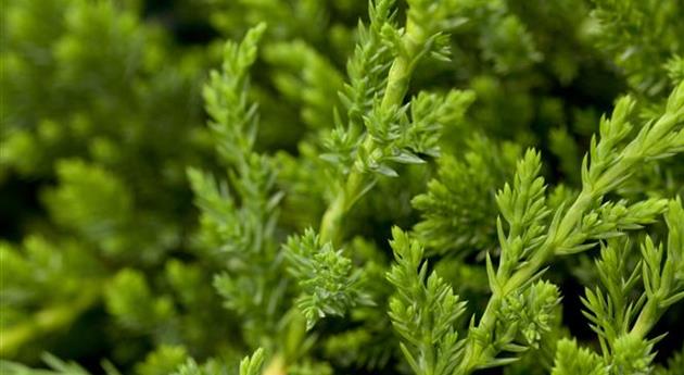 Juniperus horizontalis 'Prince of Wales'