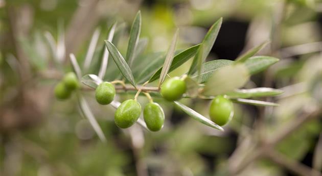 Kübelpflanzen für die Terrasse sorgen für mediterranes Flair