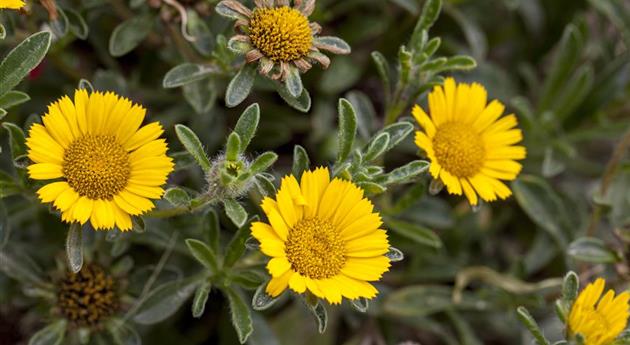 Asteriscus maritimus