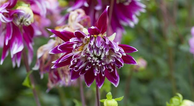 Dahlia 'Vancouver'