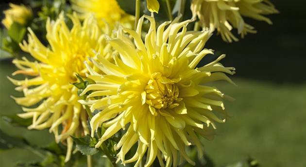 Dahlia 'Kennemerland'