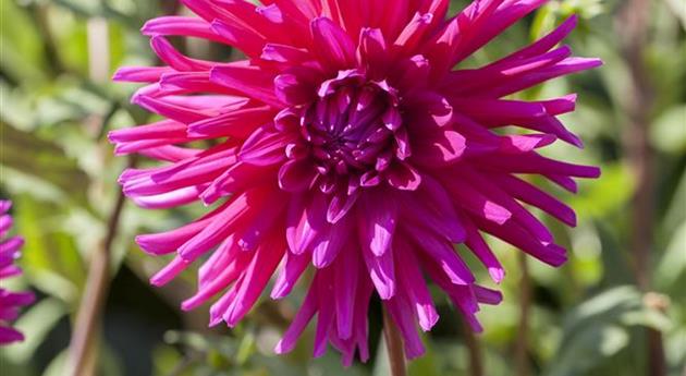 Dahlia 'Purple Gem'