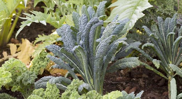 Brassica oleracea var. acephala 'Nero di Toscana'