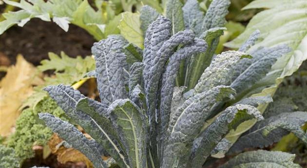 Brassica oleracea var. acephala 'Nero di Toscana'