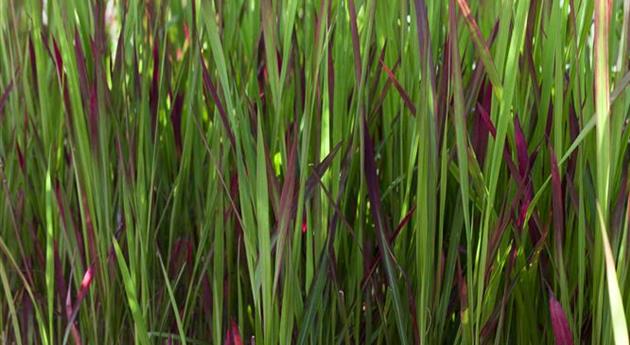 Imperata cylindrica