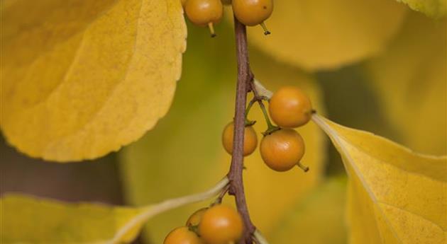 Celastrus orbiculatus 'Diana'