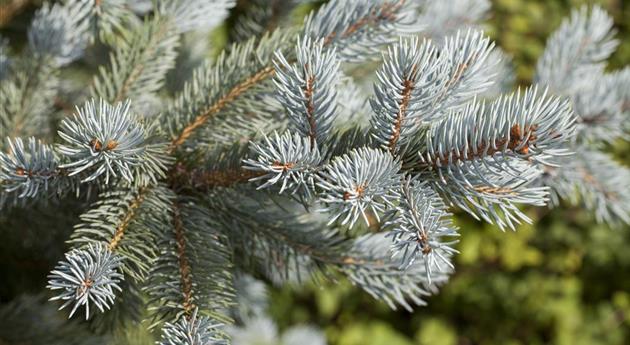 Picea pungens 'Fat Albert'