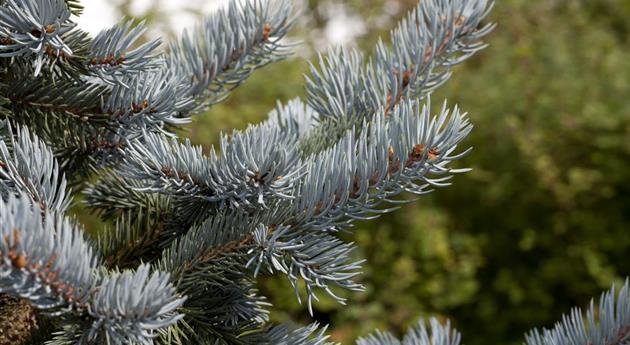 Picea pungens 'Hoopsii'