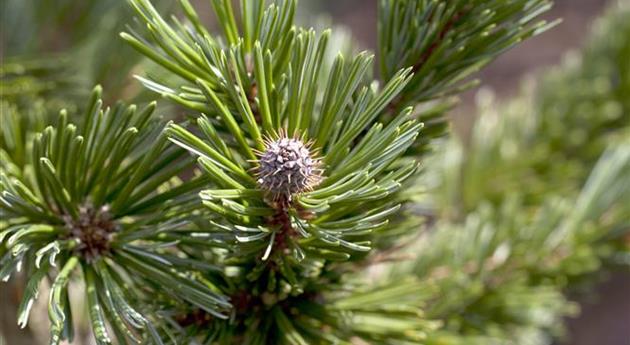 Pinus longaeva 'Sherwood Compact'