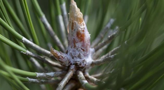 Pinus nigra 'Nana'