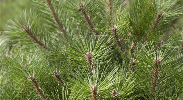 Pinus nigra 'Pierrick Brégeon'