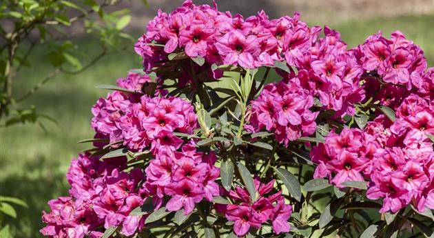 Rhododendron schneiden und pflegen – so gelingt es