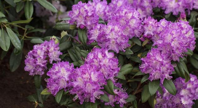 Rhododendron 'Alfred'