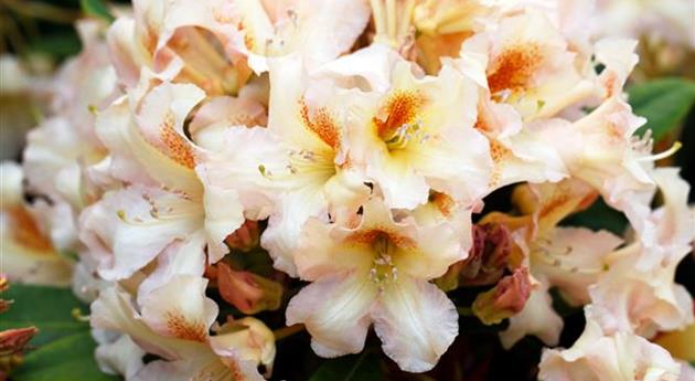 Rhododendron 'Bernstein'