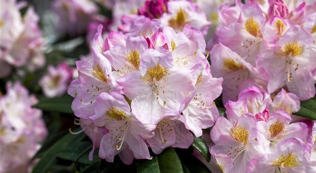 Rhododendron 'Brigitte'